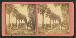 Palmetto Avenue, Fort George, Fla. [No. 13].