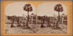 Farming, Fort George Island.