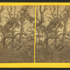 Oaks and palmetos, Fort George, Florida.