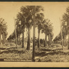 Palmetto trees at Fort George, Florida.