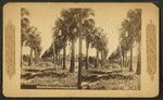 Palmetto trees at Fort George, Florida.