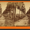 Palmetto Avenue, Fort George Island.