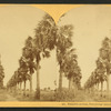 Palmetto Avenue, Fort George Island, Florida. [#481]