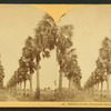 Palmetto Avenue, Fort George Island, Florida. [#481]