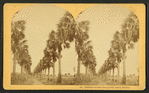 Palmetto Avenue, Fort George Island, Florida. [#481]