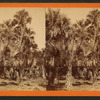 Palmettos, Fort George.