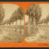 Palmetto Avenue, Fort George, Fla.