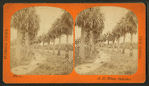 Palmetto Avenue, Fort George, Fla.