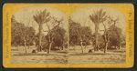 Date Palms and Fig Trees.