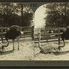 Florida Ostrich Farm - Hatching, Jacksonville, Fla., U. S. A.