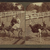 Famous trotting ostrich "Oliver, W." -- harnessed for a spin -- record of 2.02 -- Jacksonville, Fla.