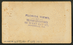 Palmettos, near Jacksonville, Fla.