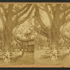 The Largest Oak in Florida, on the Grounds of Mrs. Mitchell, near Jacksonville, Fla.