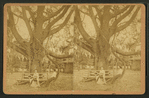 The Largest Oak in Florida, on the Grounds of Mrs. Mitchell, near Jacksonville, Fla.