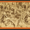 Bananas in Full Fruit, at Mrs. Mirchell's Grounds, near Jacksonville, Fla.