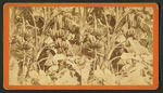 Bananas in Full Fruit, at Mrs. Mirchell's Grounds, near Jacksonville, Fla.