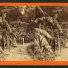 Banana Promenade, at Residence of Mrs. Mitchell. near Jacksonville, Fla.