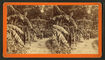 Banana Promenade, at Residence of Mrs. Mitchell. near Jacksonville, Fla.