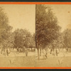 Orange Grove, at Mrs. Mitchell's Residence, near Jacksonville, Fla.