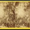 St. David's Path, Green Cove Spr., Fla.