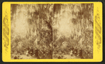 St. David's Path, Green Cove Spr., Fla.
