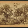Great Live Oak, Green Cove Springs, Florida.