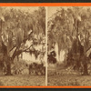 Live Oak covered with Moss. On the St. Johns River, near Mandarin.