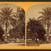 Date Palm, Estate of M. J. Brown, Esq.