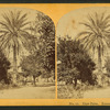 Date Palm. Estate of M.J. Brown, Esq.