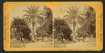 Date Palm. Estate of M.J. Brown, Esq.