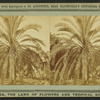 Date tree, on Mrs. Harriet Beecher Stowe's Place, St. John's River.