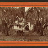 Live Oak covered with Moss, on the St. John's River, near Mandarin.