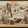 Shipping green turtle, Key West, Fla.