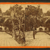 Entrance to Col. Hart's Grove opposite Palatka, Florida.