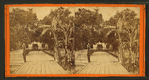 Entrance to Col. Hart's Grove opposite Palatka, Florida.