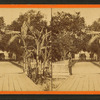 Entrance to Col. Hart's Grove opposite Palatka, Florida.