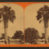 The Palmetto, Palatka.