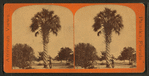 The Palmetto, Palatka.