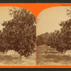 Orange grove.