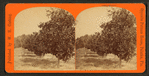 Orange grove.