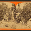 Men working at the orange grove.