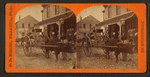 Ox team, Palatka, Florida.