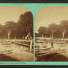 H..L. Hart's orange grove, from wharf, Palatka.