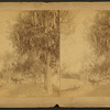 Moss covered trees, Palatka, Florida.