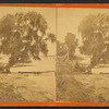 Along the St. John's, Palatka, Fla.
