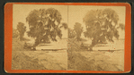 Along the St. John's, Palatka, Fla.