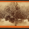 Col. Hart's grove, Palatka, Fla.
