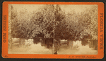 Col. Hart's grove, Palatka, Fla.