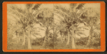 Cocoanut showing fruit.