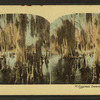 Cypress swamps. Fla.